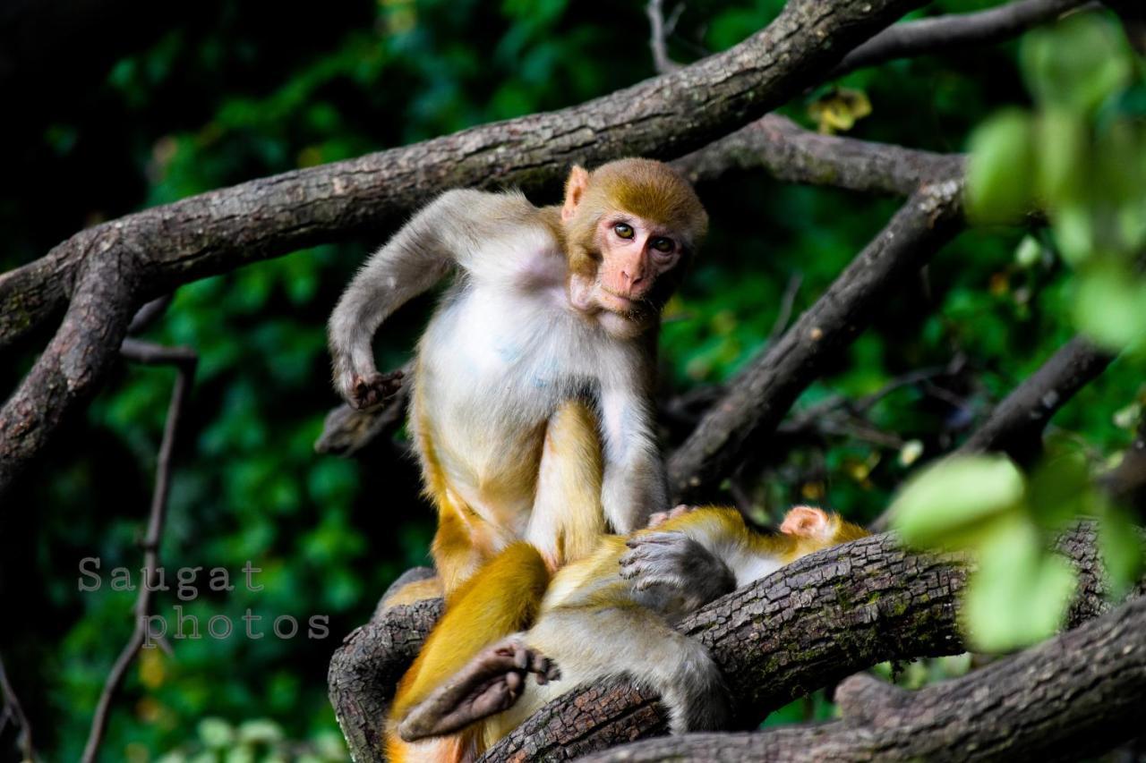 Bardia Wildlife Resort Bardiya Экстерьер фото